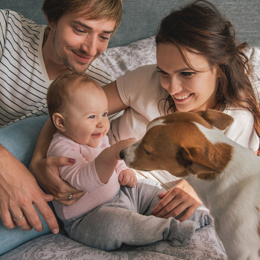 Best Scent Diffusers Safe for Pets: Dog Owner Guide to Non-Toxic Oils